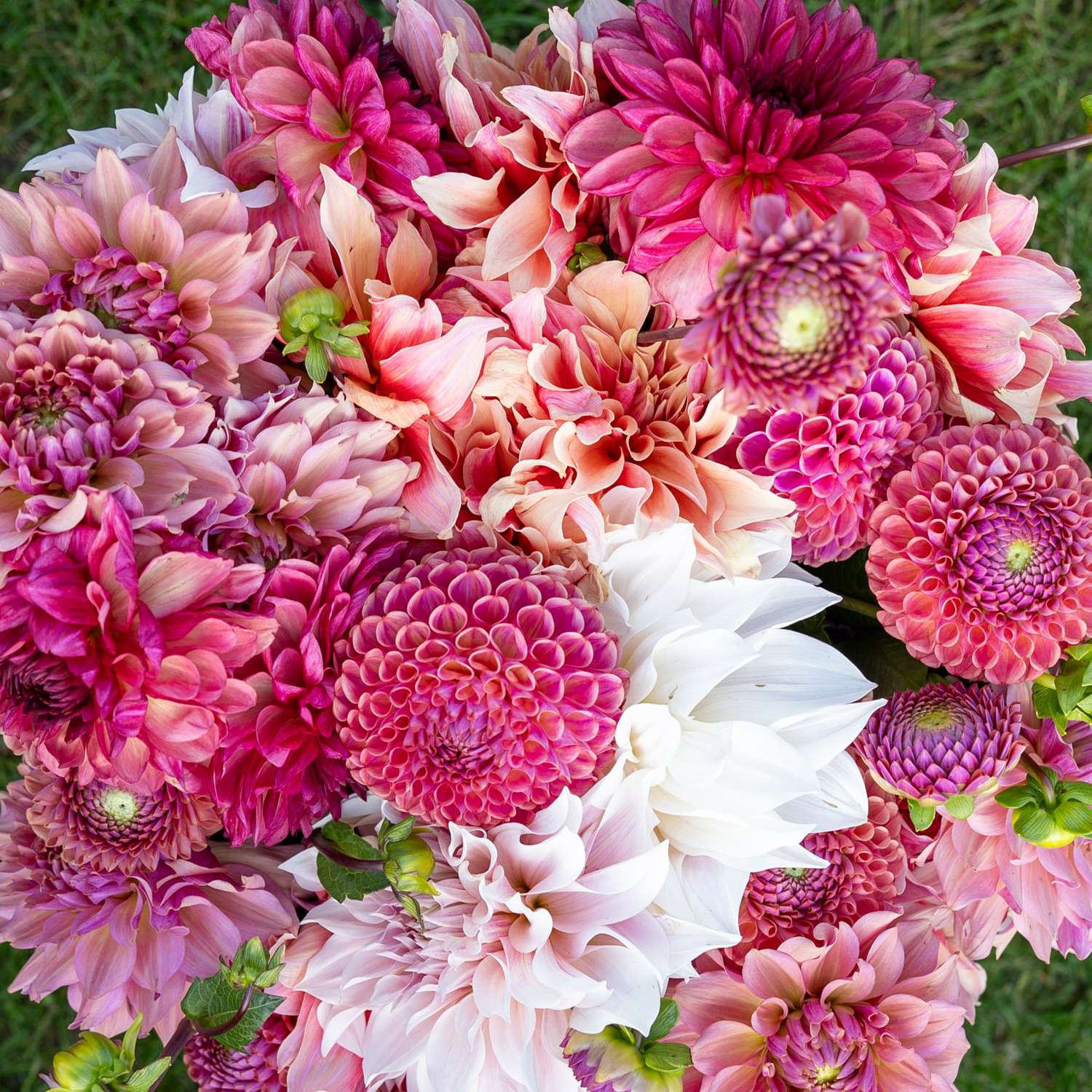 Daaliamix 'Dusty Rose'